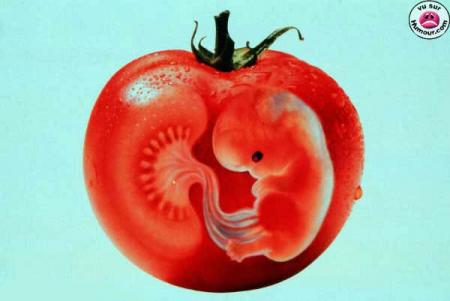 b&eacute;b&eacute; tomate trop^mimi